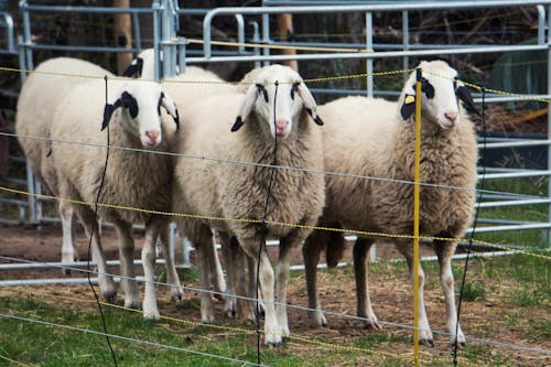 Free stock photo of courtyard, flock, sheep
