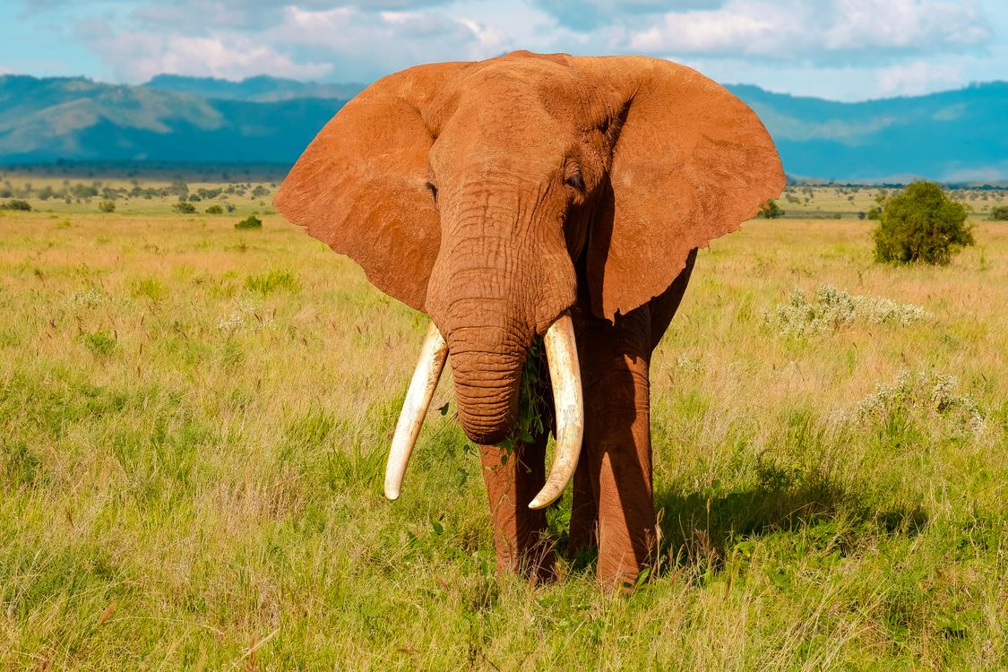 An Elephant in a Savanna · Free Stock Photo