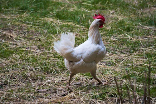 Free stock photo of courtyard, rooster