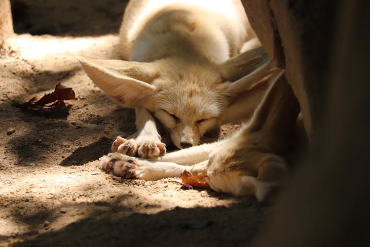 Close-Up Photograph Of Fennec Foxes Sleeping