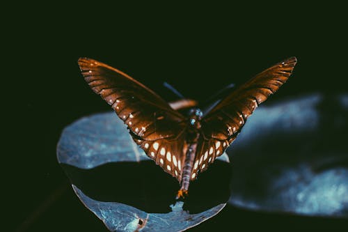 Spicebush燕尾蝴蝶的宏觀攝影