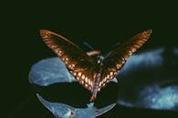 一只蝴蝶停在叶子上休息，在黑暗背景的衬托下，它的翅膀显得格外生动