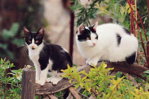 Foto d'estoc gratuïta de domesticat, felí, fotografia d'animals