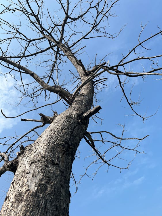 Close Up Photo of Leafless Tree · Free Stock Photo