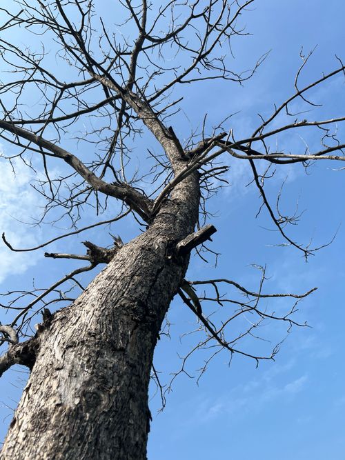 Free A striking low angle shot of a leafless tree against a clear blue sky, symbolizing beauty in nature. Stock Photo