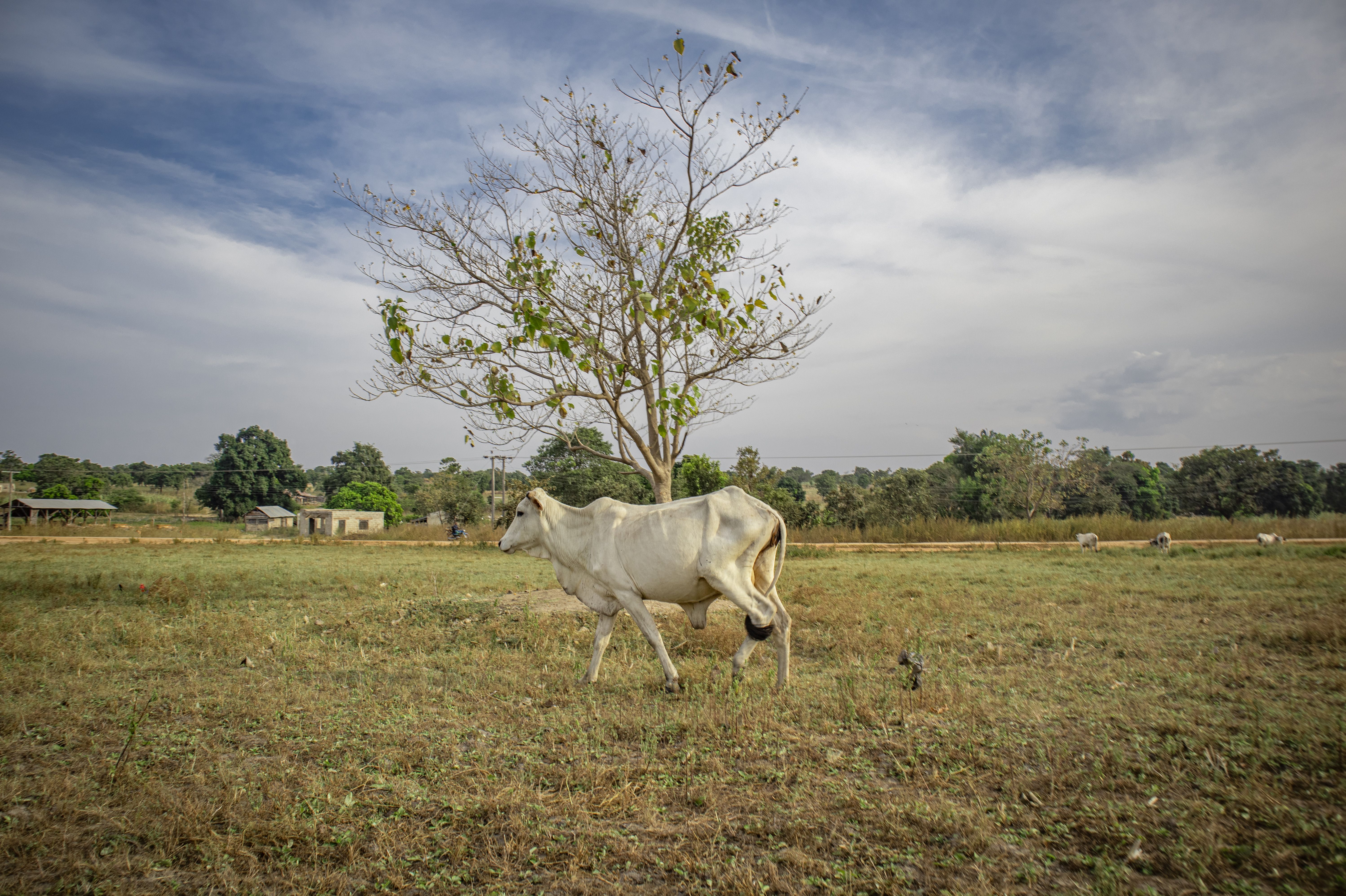 White Cow on Green Grass Field · Free Stock Photo