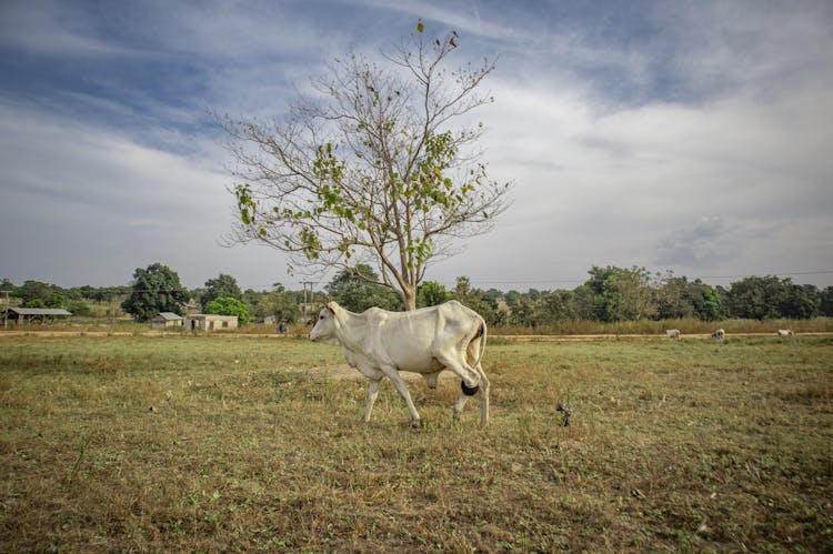 White Cow On Green Grass Field 