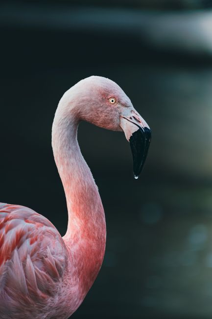 Detailed close-up of a pink flamingo showcasing its distinctive beak and plumage in Chile.