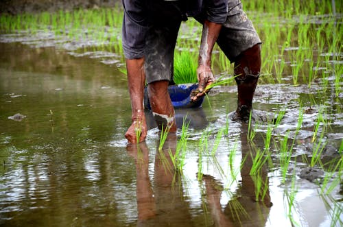 A Close-Up Shot of a Farmer Planting Rice
