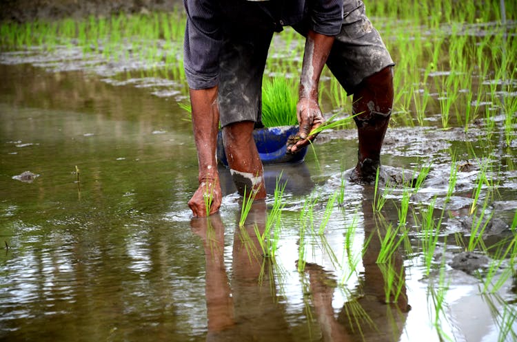 A Close-Up Shot Of A Farmer Planting Rice