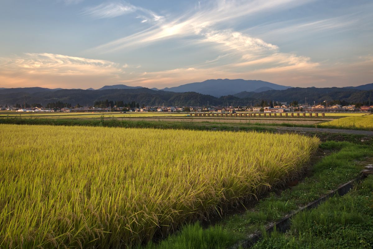Scenic view of green rice fields in Tohoku Japan with mountain backdrop during sunset