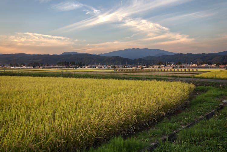 Rice Field At Dusk