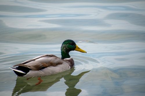 Free A serene close-up of a Mallard duck (Anas platyrhynchos) gliding on water in Zamárdi, Hungary. Stock Photo