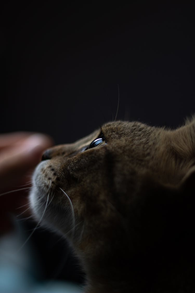 Close-Up Shot Of A Cat 