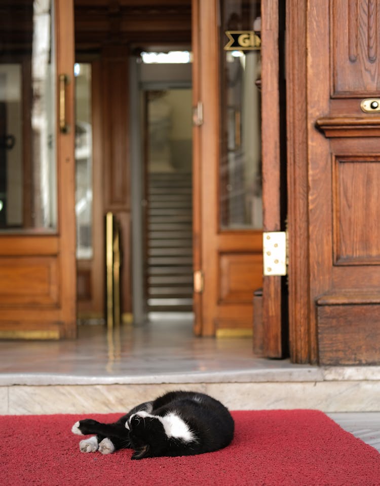 Black And White Cat Lying On Red Area Rug