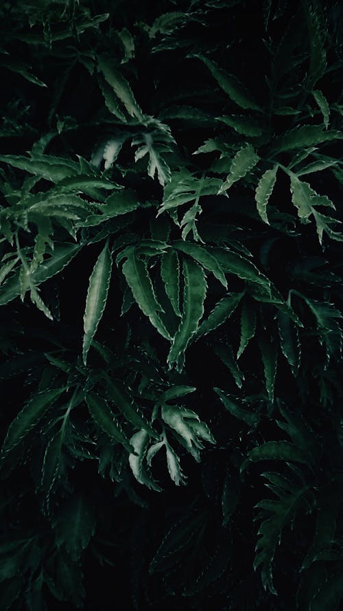 綠葉植物的弱光攝影