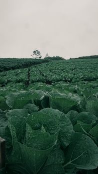 Vibrant cabbage field under an overcast sky in Malang, showcasing fresh agriculture.