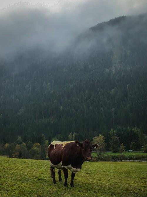 Foto stok gratis agrikultura, Austria, awan