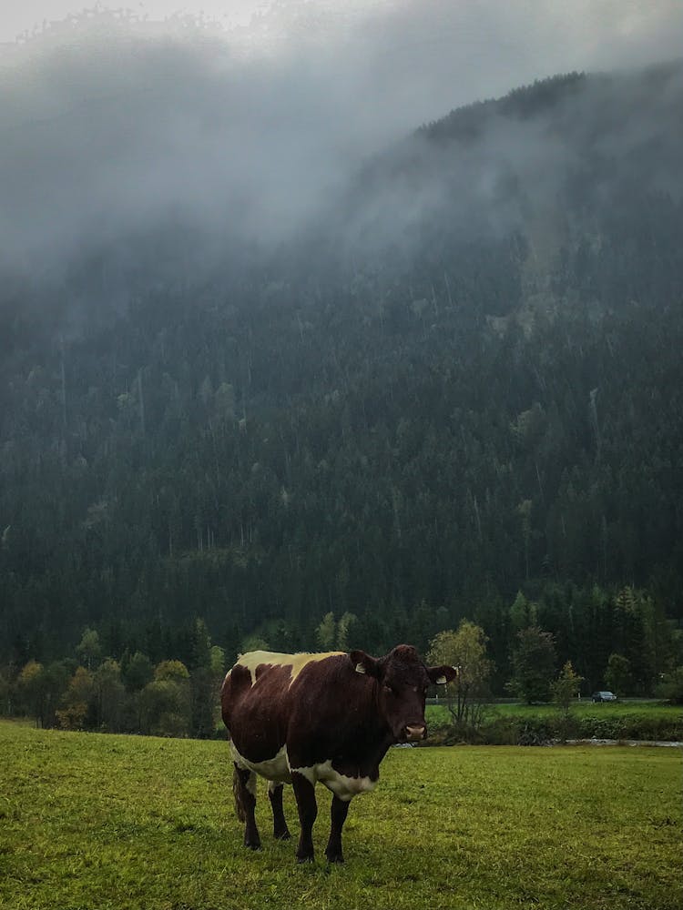 Brown Cow On Green Grass Field