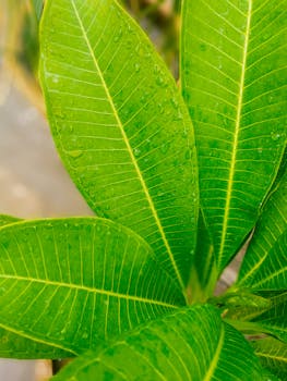 Close-up of vibrant green leaves with dewdrops highlighting veins and natural texture.