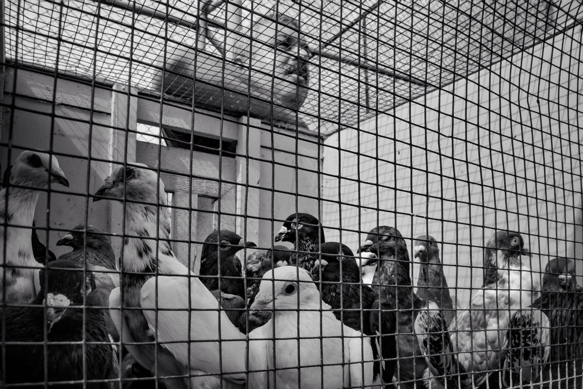Grayscale Photo of Flock of Birds in Cage