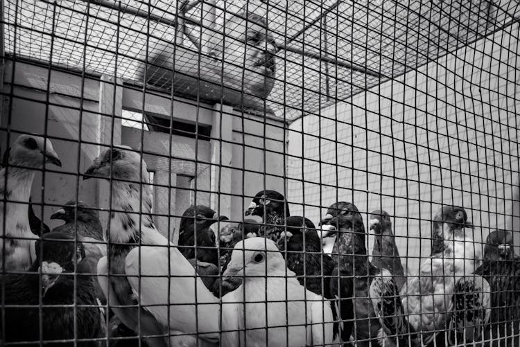 Grayscale Photo Of Flock Of Birds In Cage