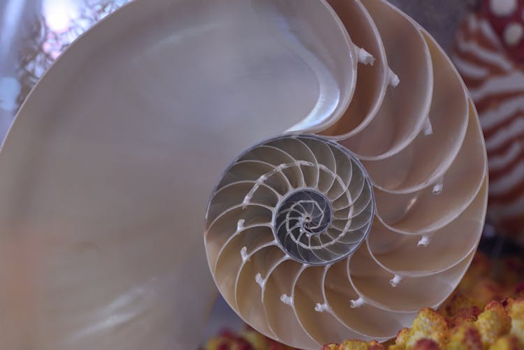 Lengthwise Scliced Nautilus Shell