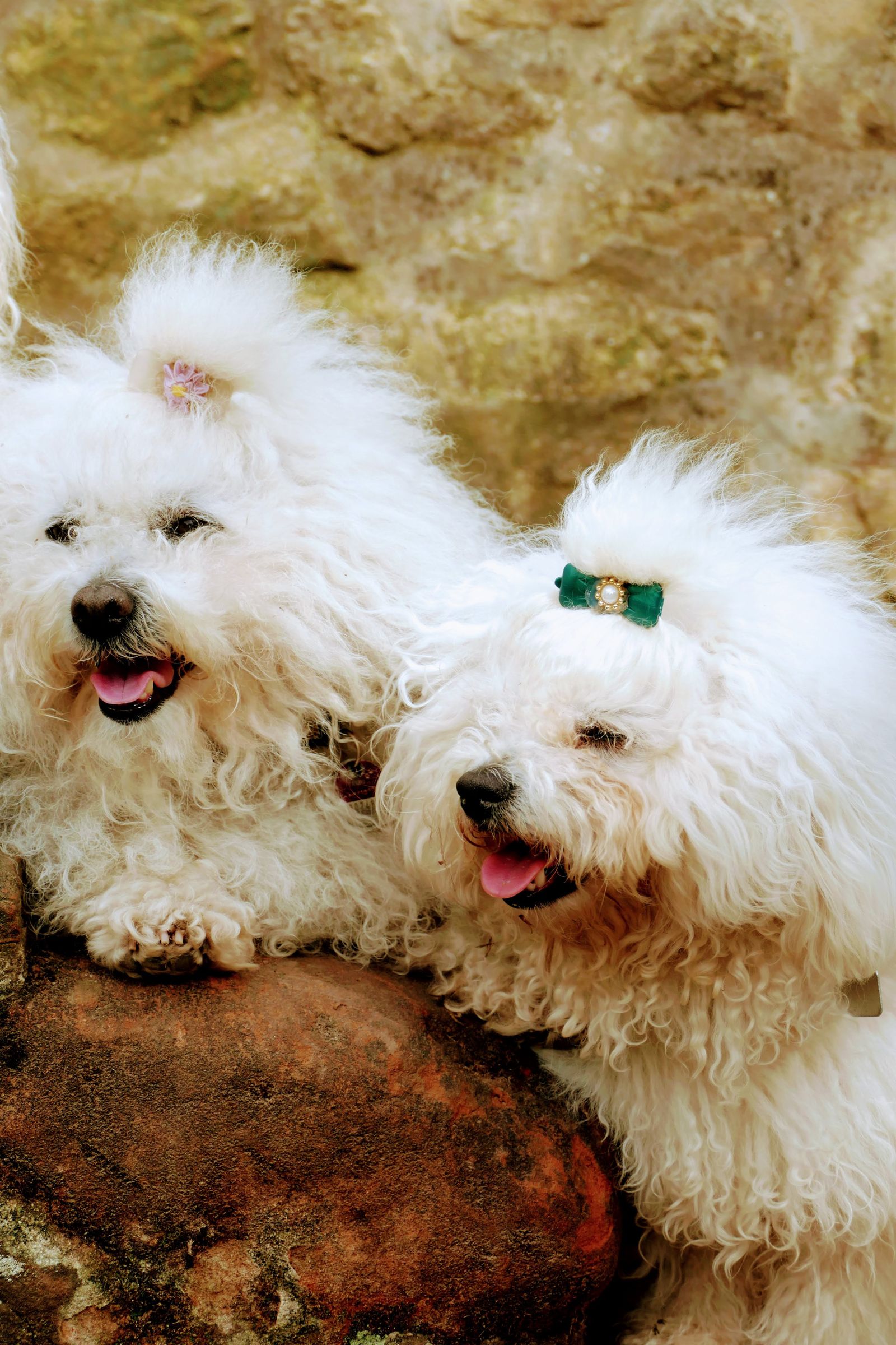 Two white Bichon Bolognese dogs on rocks, photo on Pexels
