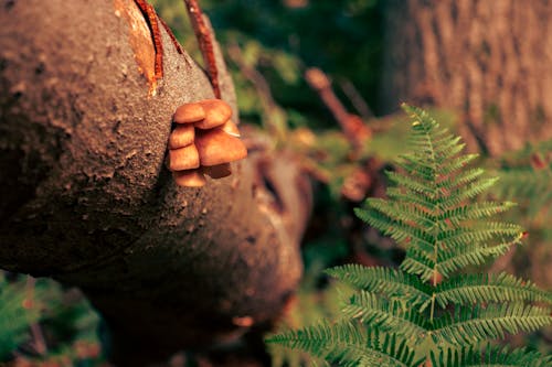 Základová fotografie zdarma na téma detail, houby, kmen stromu