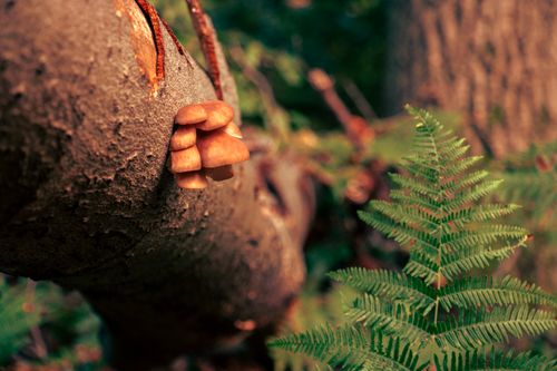 Free A close-up shot of mushrooms growing on a tree trunk alongside a lush fern in a forest setting. Stock Photo