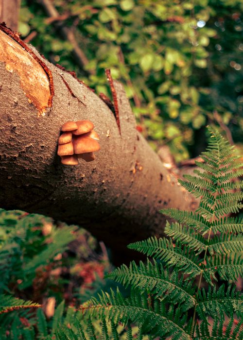 Free Detailed shot of tree trunk with mushrooms and green ferns in forest setting. Stock Photo
