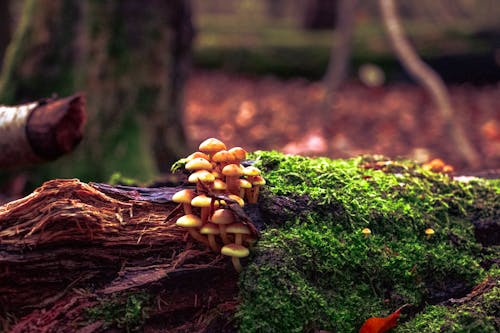 Základová fotografie zdarma na téma podzimní les, zelený mech