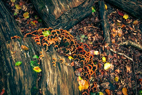 Mushrooms on Tree Log
