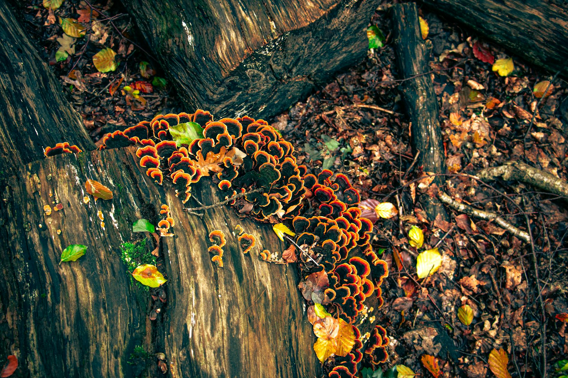 Vibrant turkey tail fungi growing on a fallen tree log in the forest, surrounded by autumn leaves.