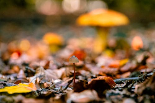 Photograph of a Mushroom Near Green Leaves