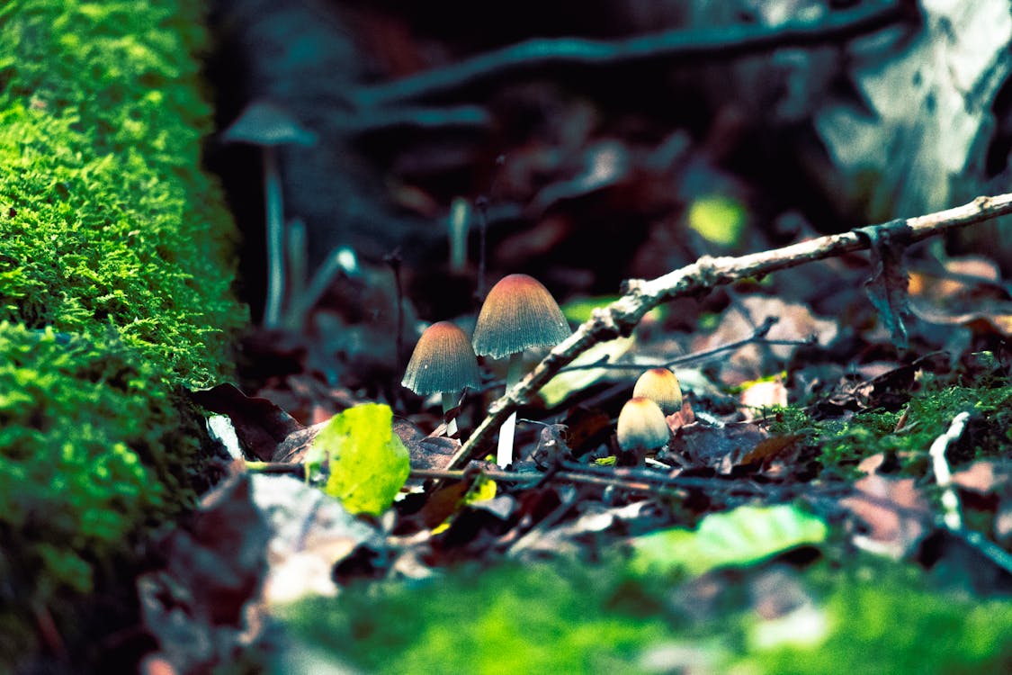 Foto stok gratis jamur, jamur hutan, penuh warna
