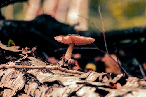Fotobanka s bezplatnými fotkami na tému atmosfera de outono, lesná huba