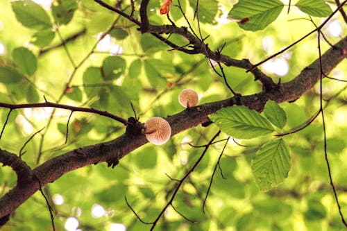 Darmowe zdjęcie z galerii z gałęzie, grzyby, zbliżenie