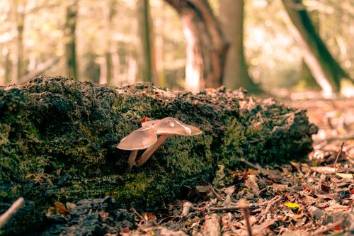 Free Discover mushrooms growing on a mossy log in a sunlit forest scene. Stock Photo