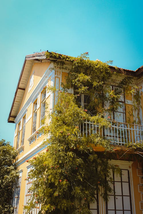 Yellow House with Climbing Plant