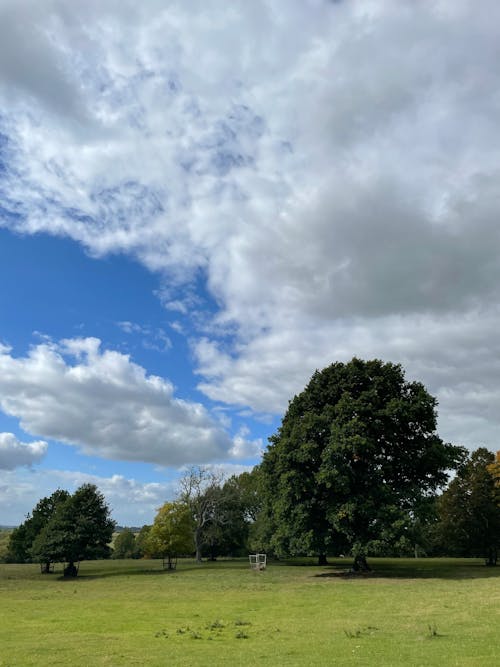 フィールド, 曇り空, 木の無料の写真素材