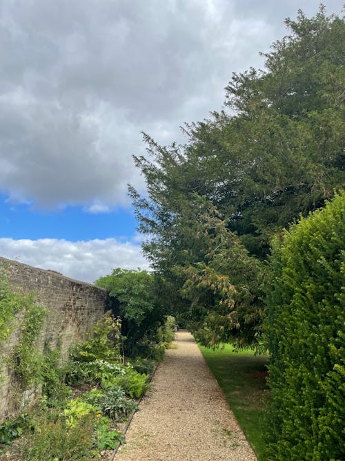 A Walkway Near the Green Trees Under the White Clouds