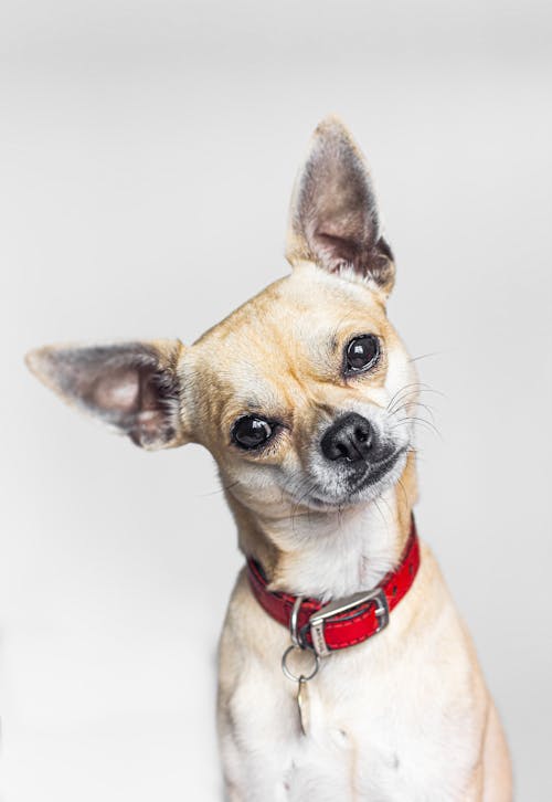 Close-Up Shot of a Chihuahua