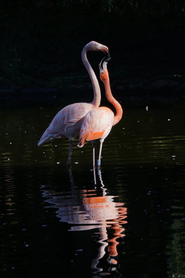 Flamingos Standing In The Water 