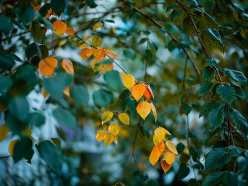 Close-up of a Branch with Yellow Leaves among Green Leaves 