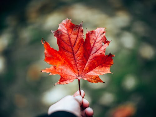 Person Holding Red Maple Leaf