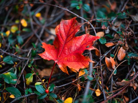 A striking red maple leaf set amidst autumn twigs and foliage, evoking a sense of fall beauty.