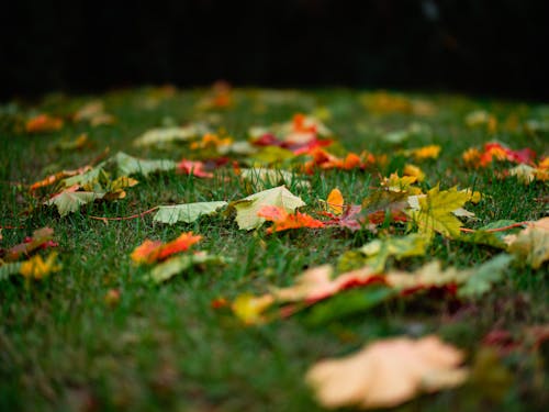 Red and Yellow Maple Leaves on Green Grass