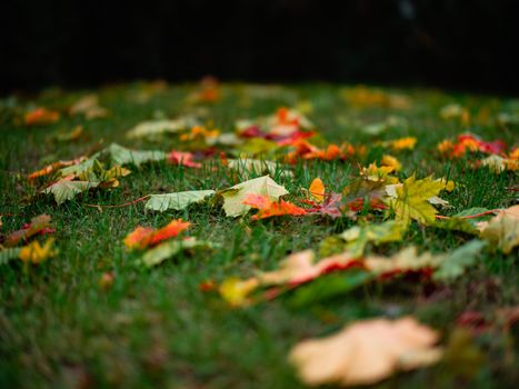 Colorful autumn leaves scattered on green grass, capturing the essence of fall.