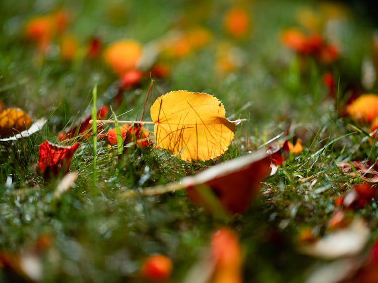 Photo Of Fall Leaves On The Grass